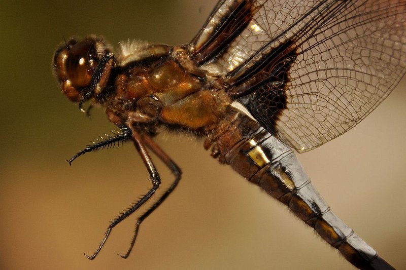 Libellule déprimée 3 DB